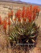 Aloe.falcata.seeds.jpg (34373 bytes)