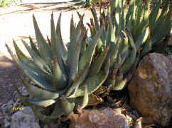 Aloe.falcata.succulent.plants.water.saving.garden.jpg (44767 bytes)