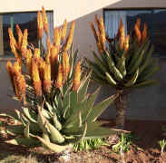 ../aloes/Aloe.ferox.garden.med (120205 bytes)
