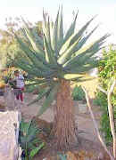 Aloe.ferox.garden.jpg (32975 bytes)