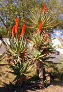 Aloe.ferox.group.hybrid.red_small.jpg (6909 bytes)