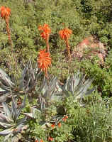 Aloe.framesi_group_raceme.jpg (135097 bytes)