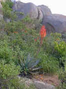 Aloe.framesi_single_scene.jpg (17731 bytes)