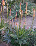 Aloe.glauca.6._inflorescens.plant.right.sept05.jpg (415051 bytes)