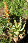 Aloe.glauca.raceme.opening.jpg (169956 bytes)
