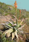 Aloe.glauca.jpg (150004 bytes)