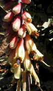 Aloe.globilugemma.flowers.close-up.jpg (26640 bytes)