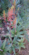Aloe.grandidentata.plant.raceme_small.jpg (4885 bytes)