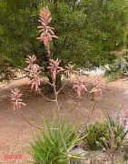 ../aloes/Aloe.greenii.ra (28661 bytes)