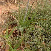 Aloe.greenii.plants.jpg (70275 bytes)