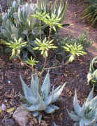 Aloe.hereroensis.yellow.aloe.2004.jpg (149284 bytes)