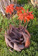 Aloe.hereroensis_red.jpg (25655 bytes)