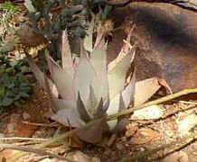Aloe.hereroensis.jpg (28401 bytes)