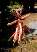 Aloe.jucunda.raceme_small.jpg (4990 bytes)