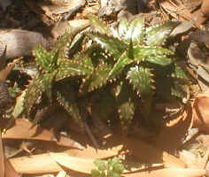 Aloe.jucunda.succulent.plant.jpg (76718 bytes)