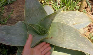 Aloe.karasbergensis.k_small.jpg (8874 bytes)