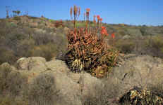Aloe.khamiesensis.scene1.jpg (170997 bytes)