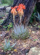 Aloe.krapholiana_plant__raceme.jpg (24118 bytes)