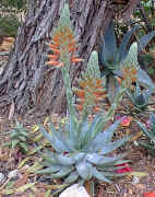 Aloe.krapohliana_racemes_opening.jpg (86026 bytes)