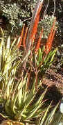 Aloe.lutescens.plant.raceme_small.jpg (5852 bytes)