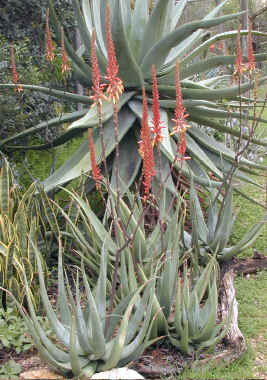 Aloe.lutescens.plant.racemes.7.06.jpg (335204 bytes)