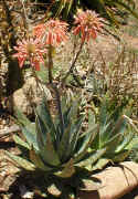 Aloe.maculata.flowers.raceme.eastern.cape.2004.sun.jpg (271896 bytes)