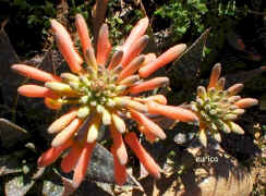Aloe.maculata.raceme.close-up_small.jpg (11018 bytes)