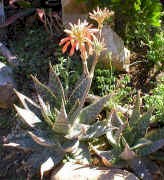 Aloe.maculata.plant_small.jpg (14607 bytes)