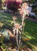 Aloe.maculata_westernCape_flower.jpg (17698 bytes)