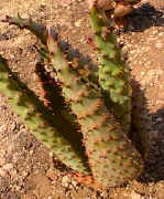 Aloe.marlothi.young.plant.jpg (29432 bytes)