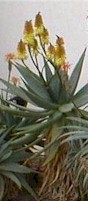Aloe.marlothii.X.Aloe.arborescens.jpg (8588 bytes)