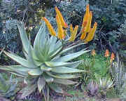 Aloe.marlothii.rupestris.hybrid.scene.jpg (76008 bytes)