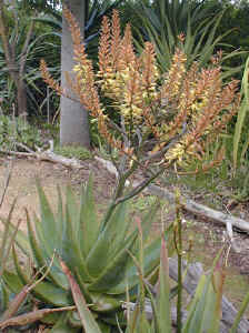 Aloe.marlothii.x.Aloe .mutans.jpg (110676 bytes)
