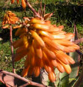 ../aloes/Aloe.marlothii_X_A.chabaudi.ra (36903 bytes)