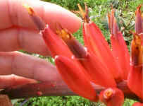 Aloe.mawii.flower.size.jpg (35908 bytes)