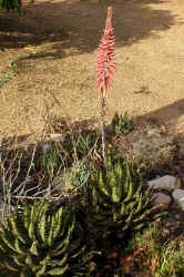 ../aloes/Aloe.melanacantha.ra (66347 bytes)