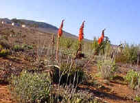 Aloe.melanacantha_Namaqualand_small.jpg (15928 bytes)