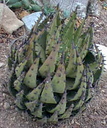 Aloe.melanacantha_plant.jpg (65668 bytes)