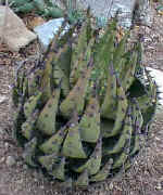 Aloe.melanacantha_plant_small.jpg (11702 bytes)
