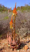 Aloe.microstigma_karoo_garden_small.jpg (8930 bytes)