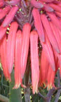 A.mitriformis.raceme.flower.close-up.jan2005.jpg (55345 bytes)