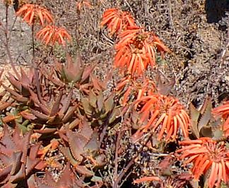 Aloe.mitriformis3.jpg (39119 bytes)
