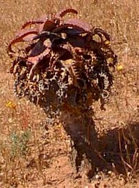 Aloe.mudanensis.jpg (21783 bytes)