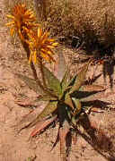 Aloe.mudanensis.young.plant.jpg (28120 bytes)
