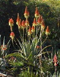 Aloe.mutabilis_racemes_flowers_in_bloom.jpg (26984 bytes)