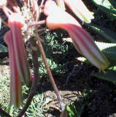 Aloe.petrophila.flecked.aloe.plant.flowers.close-up.jpg (78805 bytes)
