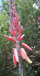 ../aloes/Aloe.pretoriensis.ra (84036 bytes)