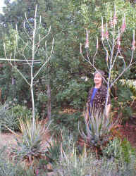 Aloe.pretoriensis.size.1.jpg (268653 bytes)