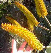 Aloe.rupestris.marlothii.hybrid.hand.jpg (12498 bytes)