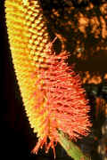 ../aloes/Aloe.rupestris.raceme.close-up.au (75076 bytes)